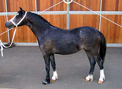 Bellingara Showgirl - yearling 2005