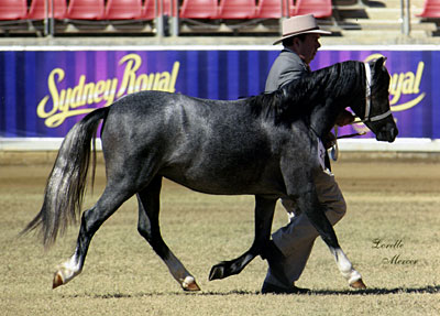 Bellingara Showgirl - Sydney Royal 2006