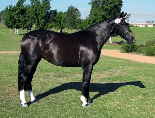 Bellingara Fleurina, June 2007 Sydney International Equestrian Centre