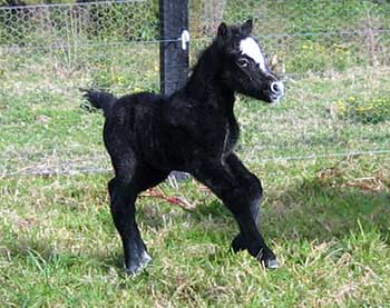 Bart x Snowbell Colt 06