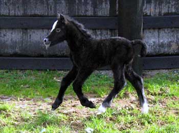 Bart x Snowbell Colt 06