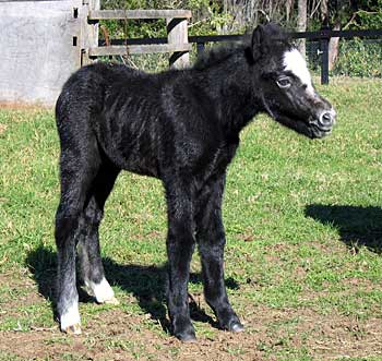 Bart x Snowbell Colt 06