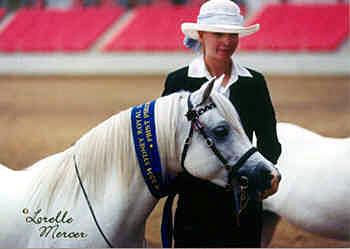 Welsh Pony Mare Dalgangle Snowbell
