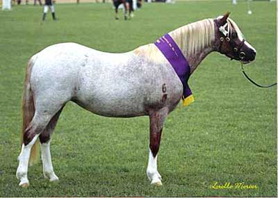 Bellintara Welsh Pony Stud Mare - Dalgangle Tinsel