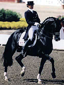 Olympic Ferro - One of the Frozen Semen Sires used in the breeding program at Bellingara Stud