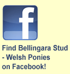 Find Bellingara Stud - Welsh Ponies on Facebook