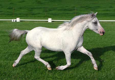 Bellingara Tyffani