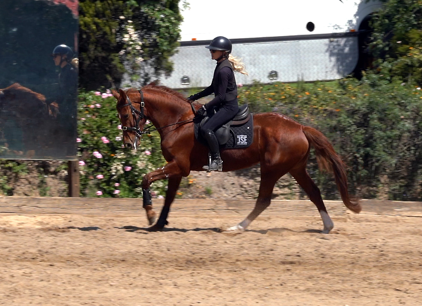 Young Dressage Horse For Sale