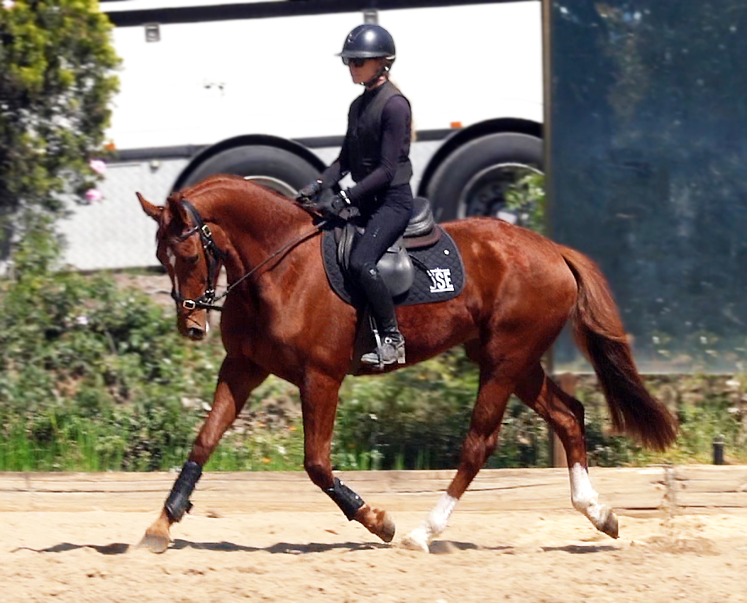 Bellingara Fiadora - Warmblood Filly For Sale