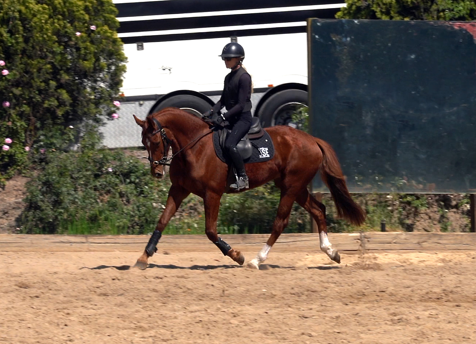 Young Dressage Horse For Sale