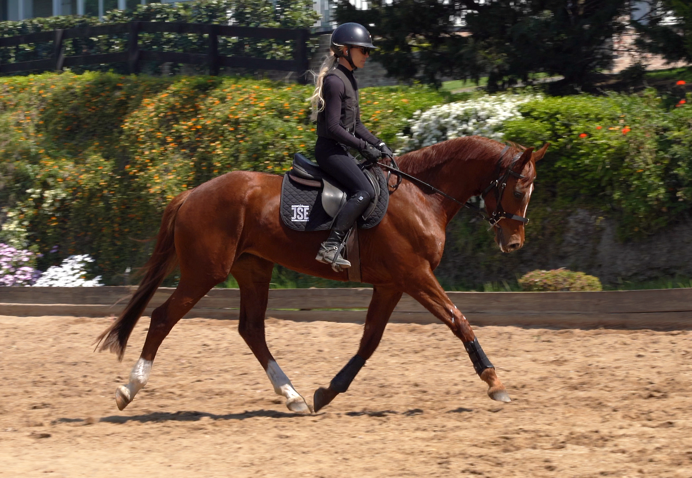 Young Dressage Horse For Sale