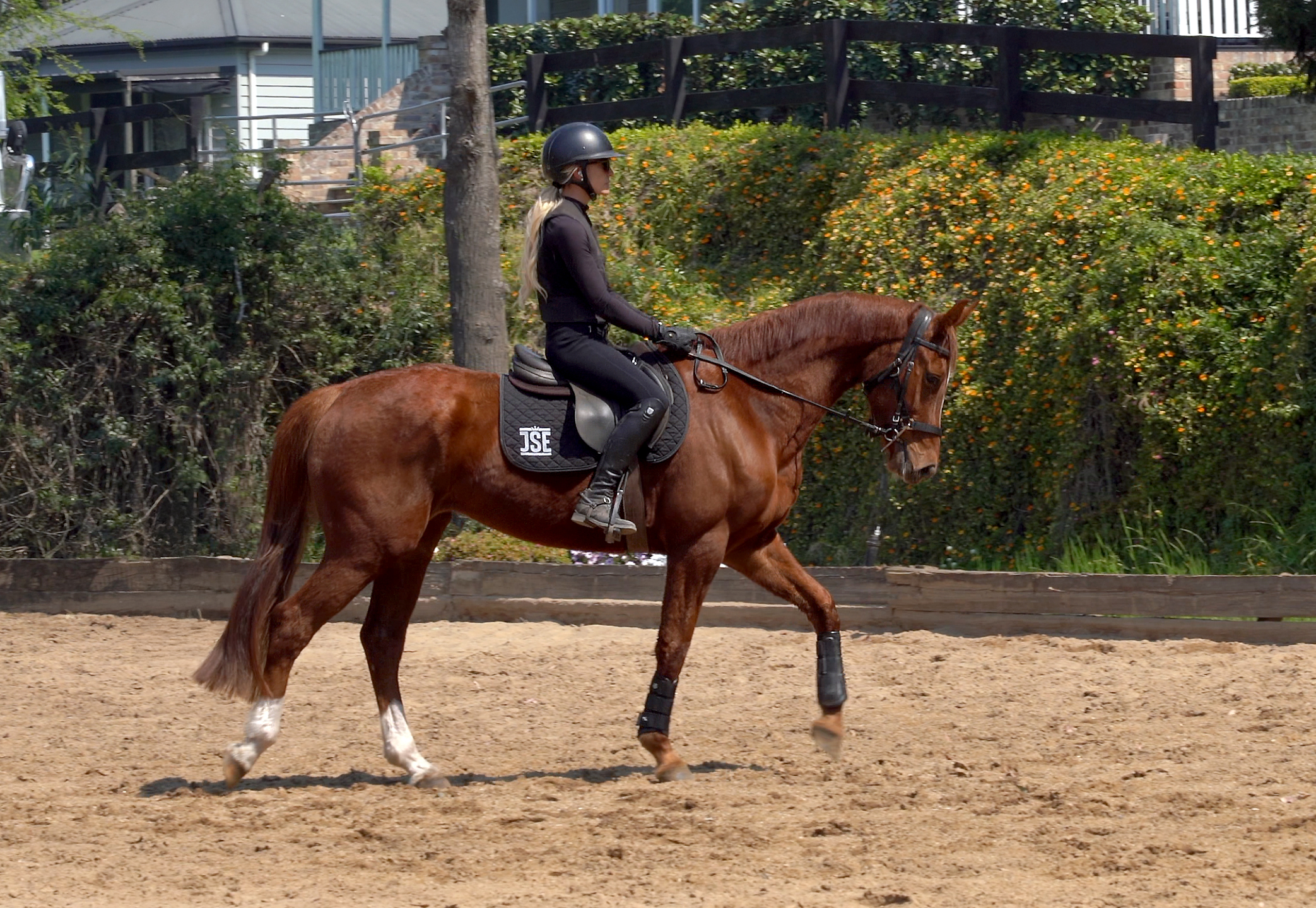 Young Dressage Horse For Sale