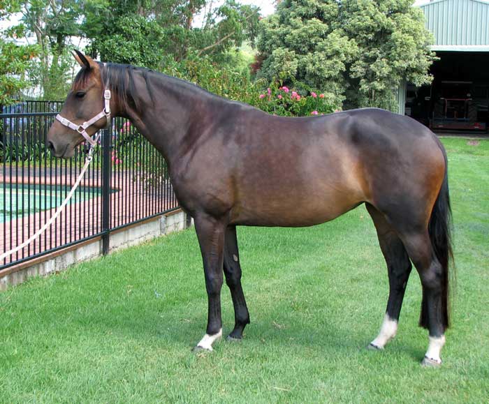 Warmblood Mare For Sale - Bellingara Fiesta