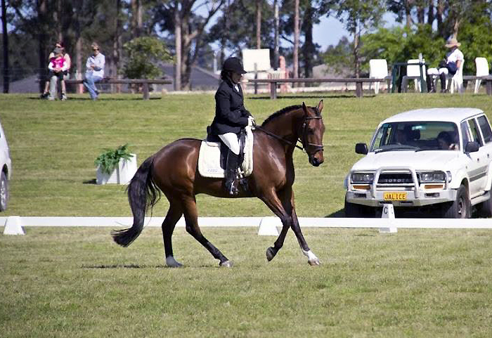 Progeny of Bellingara Ferrero - Bellingara Fletcher Shoalhaven Dressage Club Championships 2013