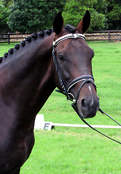Bellingara Ferrero - Warmblood Stallion at Stud