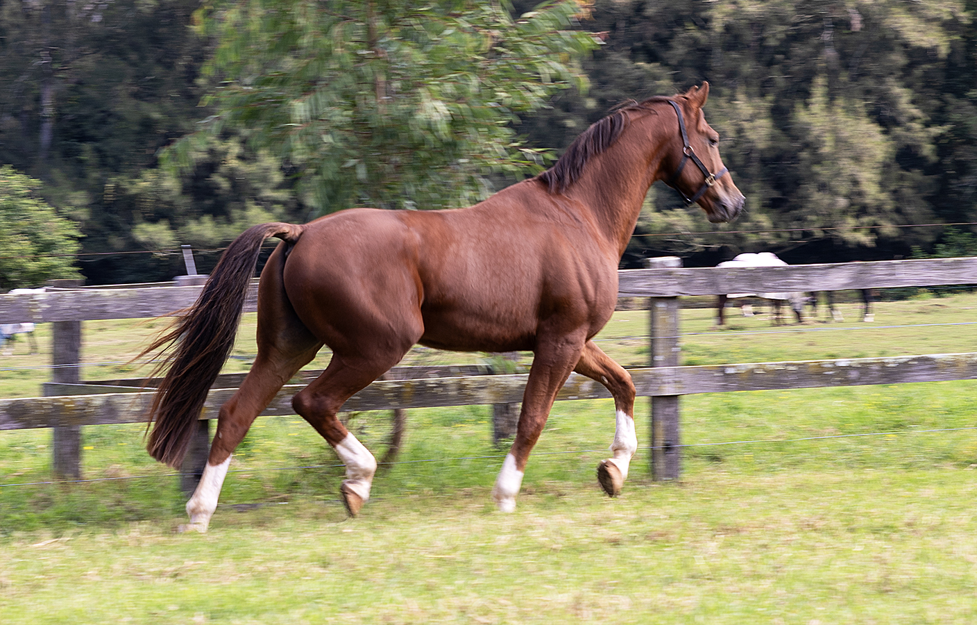Flame Trot Right