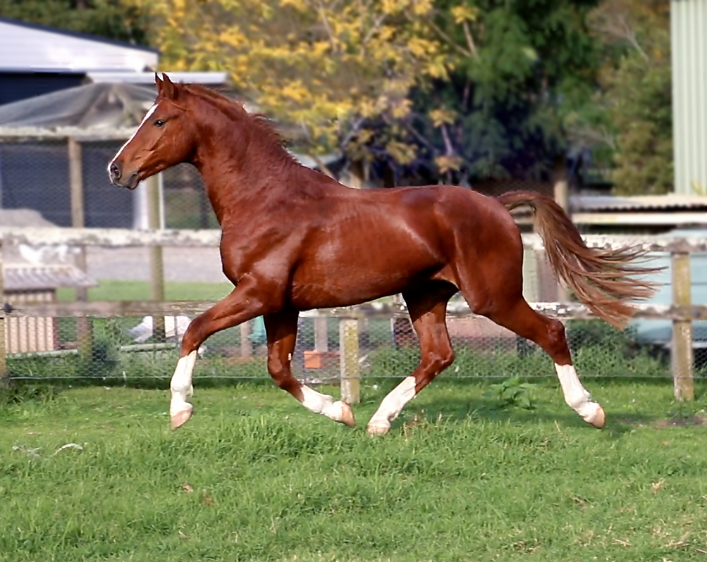 Beautiful Big Warmblood For Sale