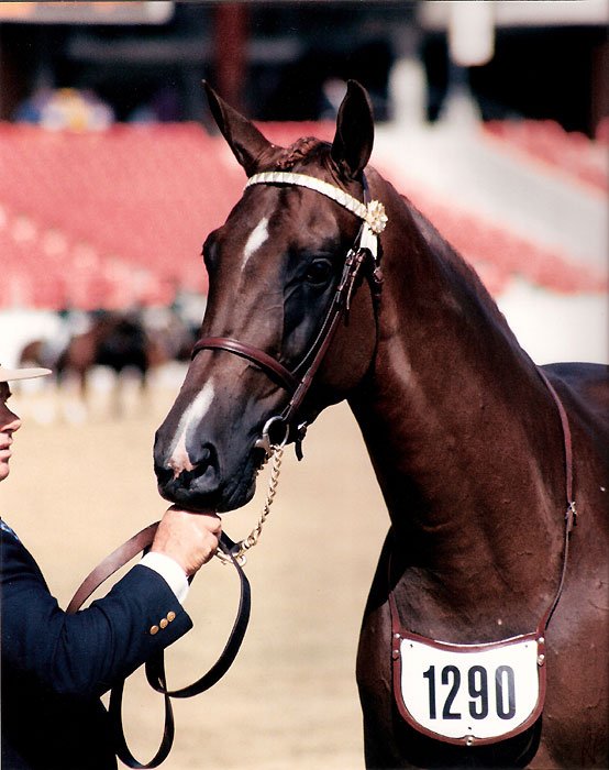 Warmblood Mare - Argentille Ivanka - Sydney Royal