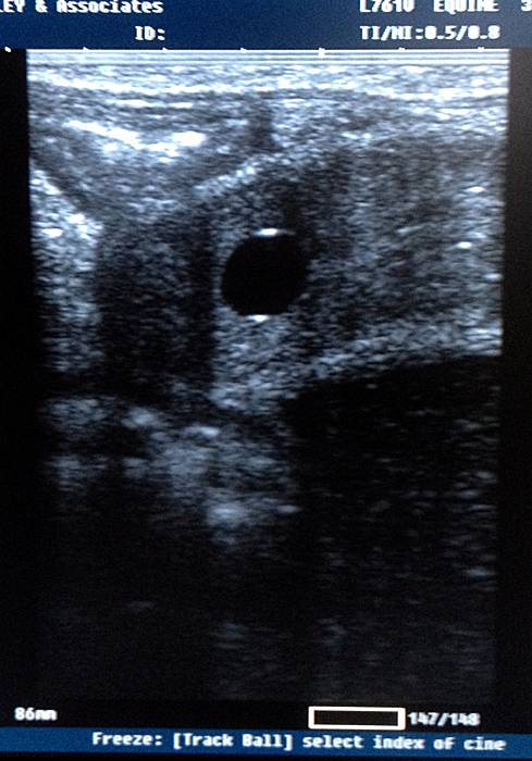Mare ultrasound 14 day conceptus