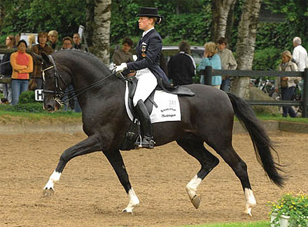 Warmblood Stallion De Niro