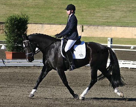 Bellingara Fleurina - Warmblood Mare competing at the Sydney CDI Young Dressage Horse Competition