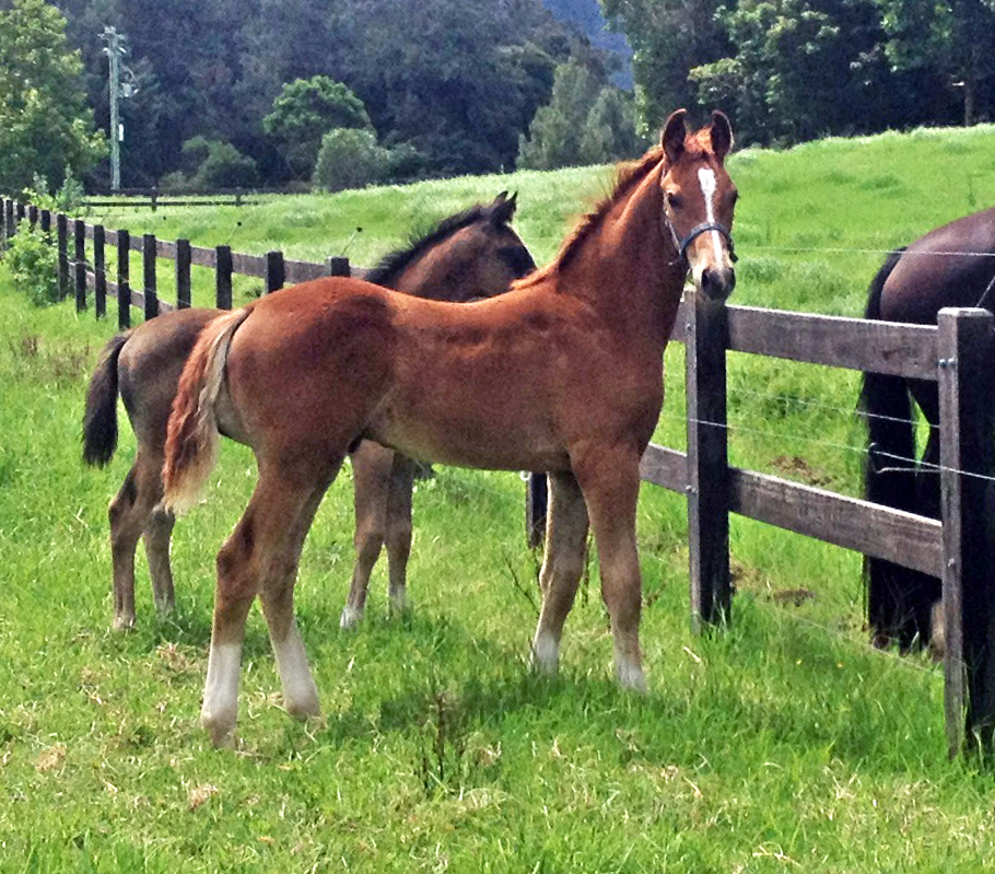 Furst Romancier Warmblood For Sale