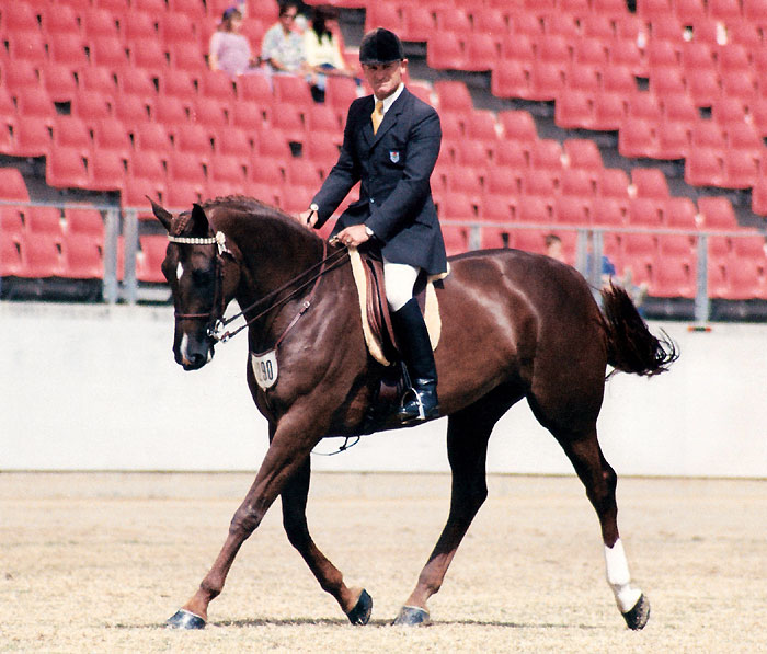 Argentille Ivanka competing in the ridden Warmblood Class at Sydney Royal with Simon Kale