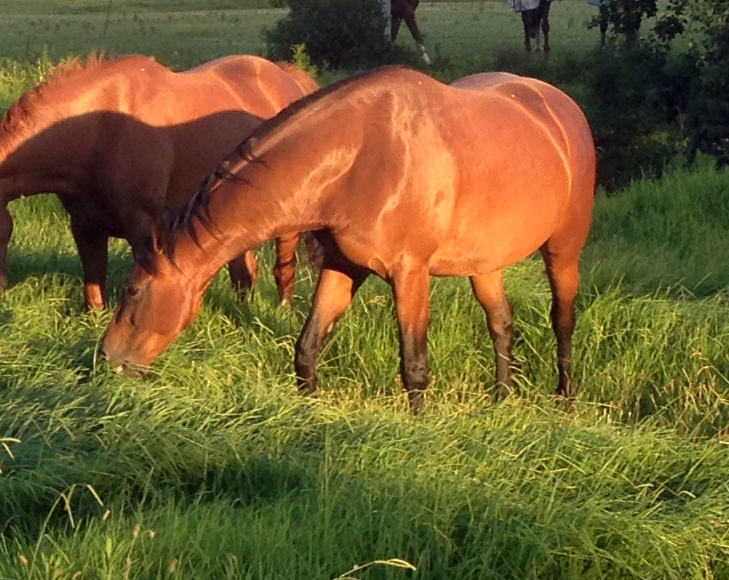 Warmblood Mare by Sandro Hit - Bellingara Summer Hit