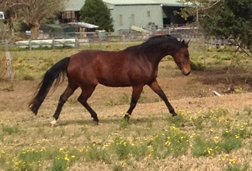 Warmblood mare by Sandro Hit - Bellingara Summer Hit