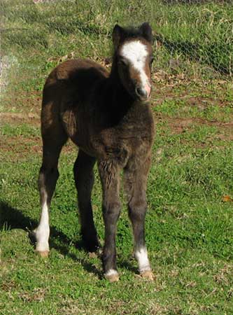 Trentlyn Benson x Dalgangle Snowbell Filly
