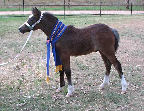 Bellingara Troubadour Best Foal NSW All Welsh