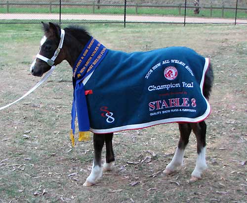 Bellingara Troubadour Best Foal NSW All Welsh