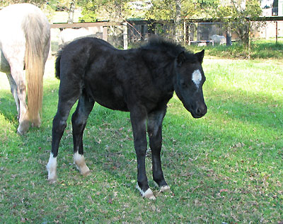 Trentlyn Benson x Chelsea Park Lilly