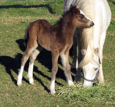 Bellingara Sirocco