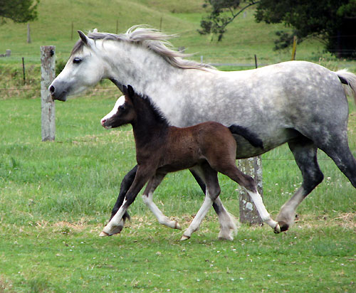 Welsh Foal