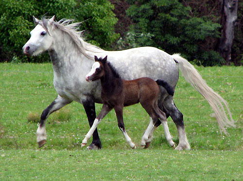 Welsh Foal