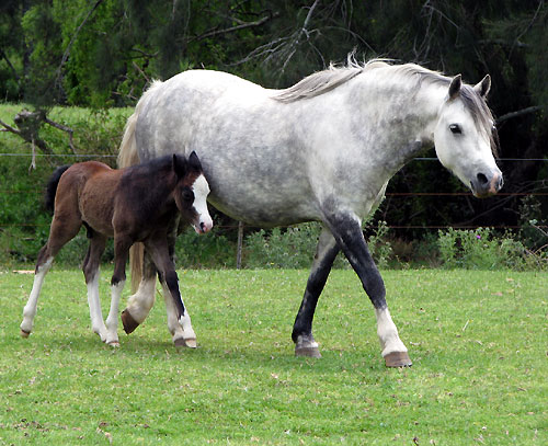 Welsh Foal