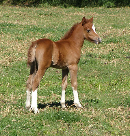 Trentlyn Benson x Chelsea Park Lilly Welsh Foal 09