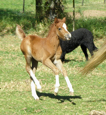 Trentlyn Benson x Chelsea Park Lilly Welsh Foal 09