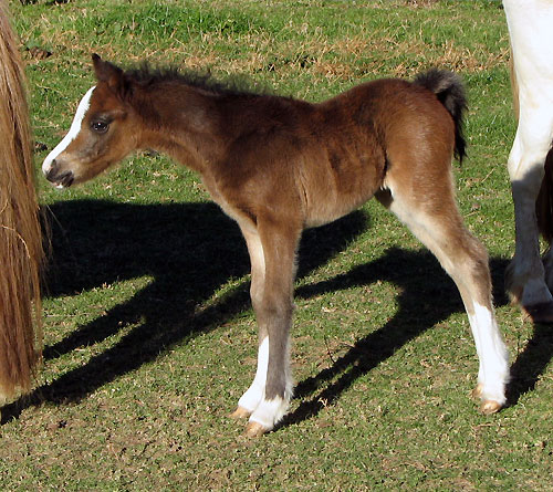 Bellingara Sirocco