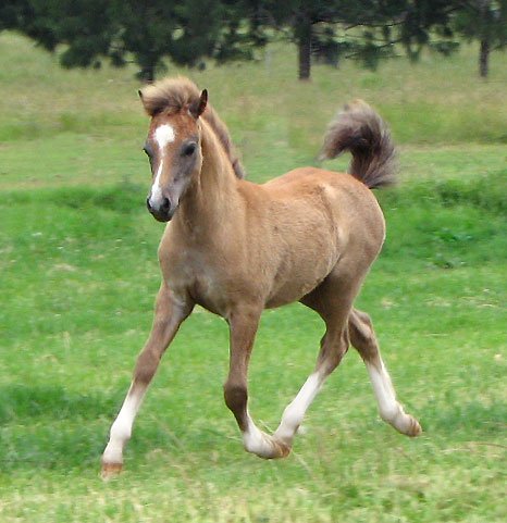 Welsh Mountain Pony Foal