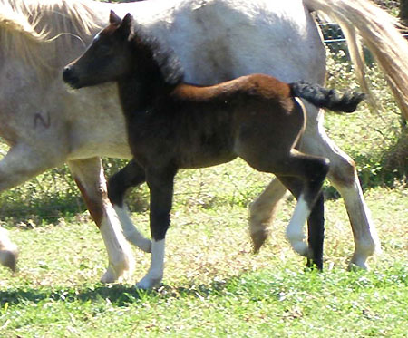 Trentlyn Benson x Dalgangle Tinsel Welsh Colt 09