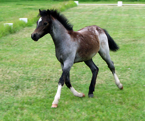 Welsh Mountain Pony Foal