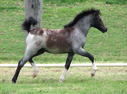Welsh Foal