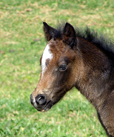 Trentlyn Benson x Dalgangle Tinsel Welsh Colt 09