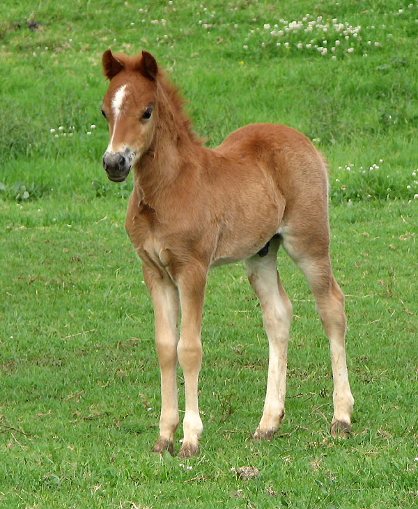 Bellingara Tango