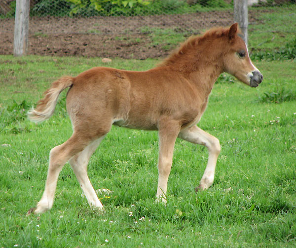 Bellingara Tango