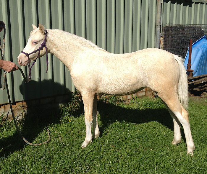Cremello Welsh Mountain Pony Filly For Sale