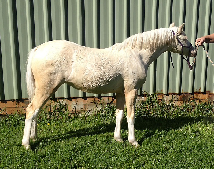 Cremello Filly For Sale
