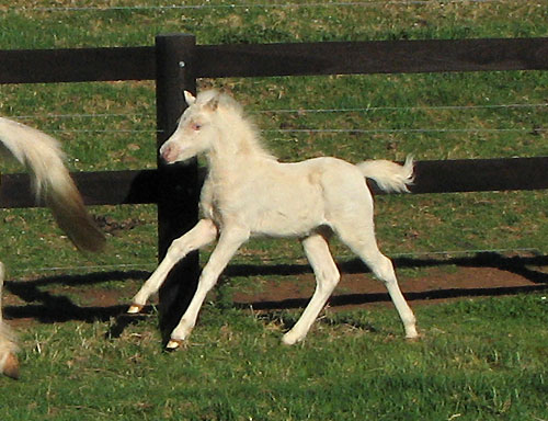 Bellingara Cameo - Welsh Mountain Pony Filly For Sale